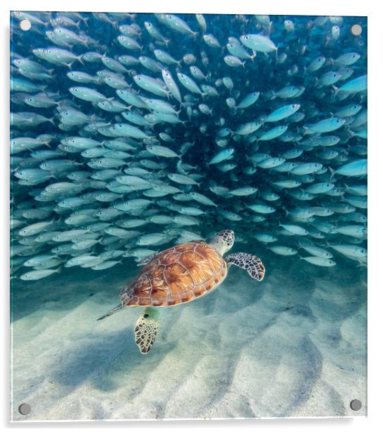 Snorkelling at Westpunt   Curacao Views Acrylic by Gail Johnson