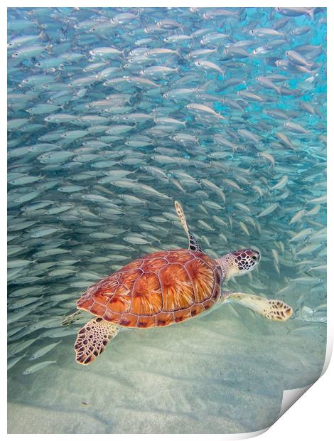 Snorkelling at Westpunt   Curacao Views Print by Gail Johnson