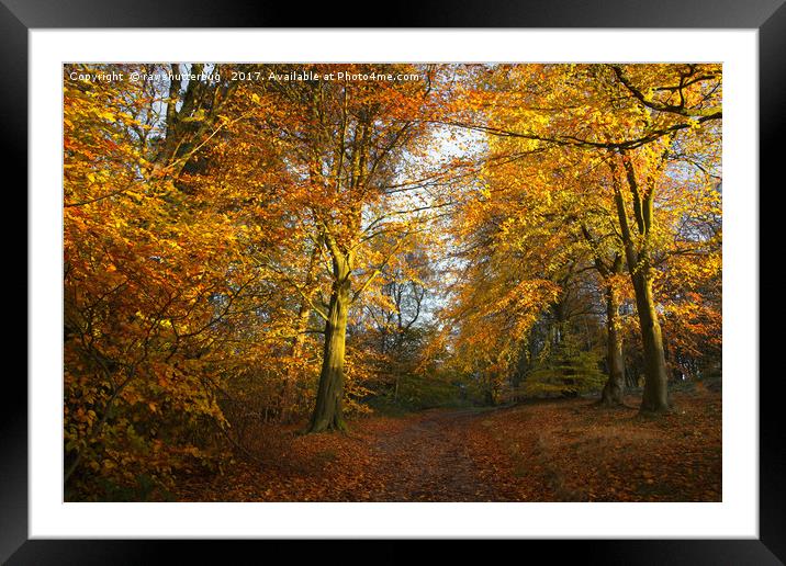 Forest Walk With Dazzling Autumn Colours Framed Mounted Print by rawshutterbug 