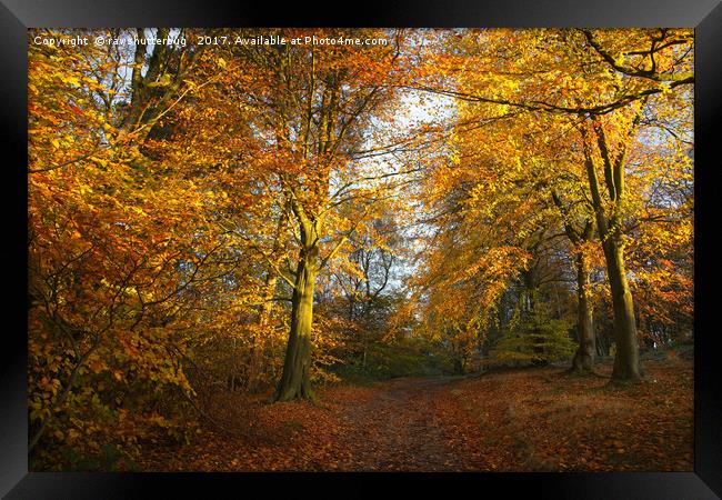 Forest Walk With Dazzling Autumn Colours Framed Print by rawshutterbug 