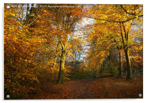 Forest Walk With Dazzling Autumn Colours Acrylic by rawshutterbug 