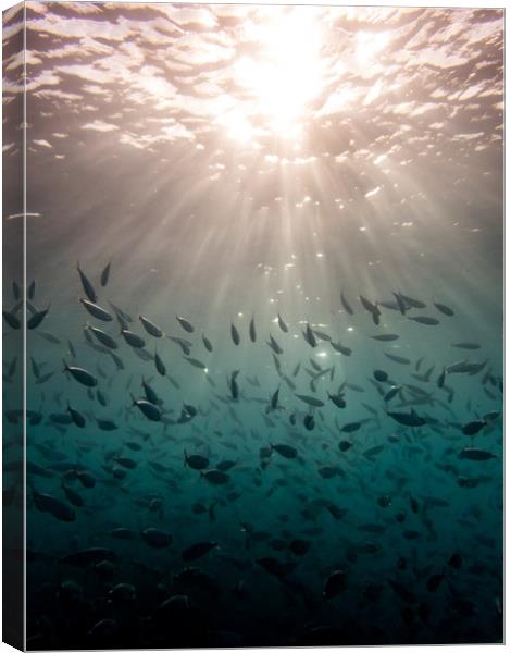 Snorkelling at Westpunt   Curacao Views Canvas Print by Gail Johnson