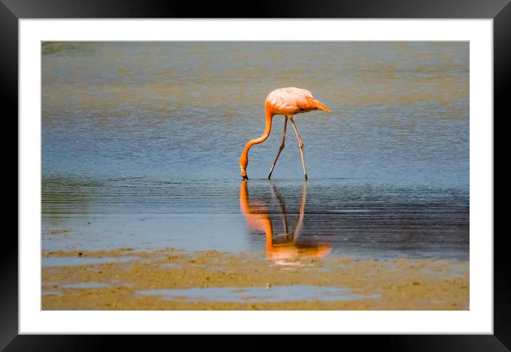  Flamingos -  Curacao Views Framed Mounted Print by Gail Johnson