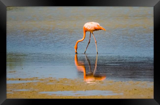  Flamingos -  Curacao Views Framed Print by Gail Johnson