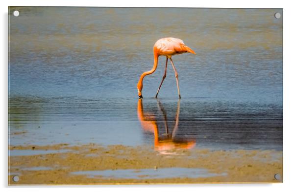  Flamingos -  Curacao Views Acrylic by Gail Johnson