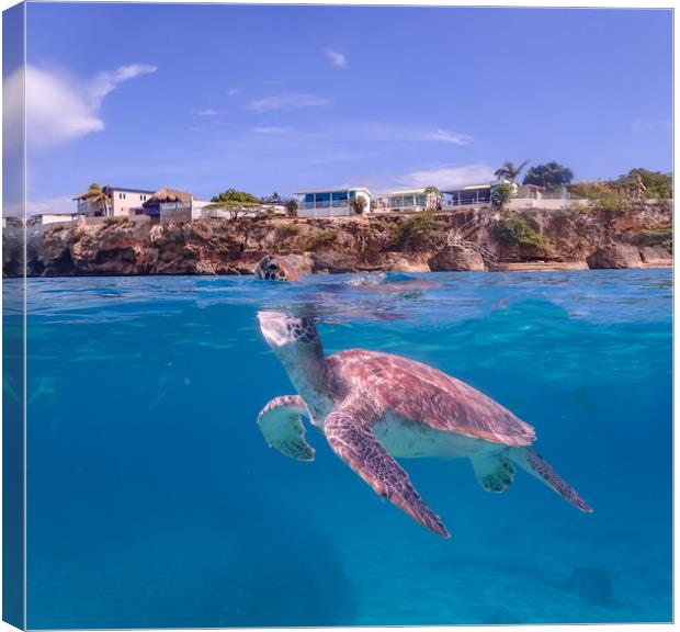 Snorkelling in the Caribbean sea  Canvas Print by Gail Johnson