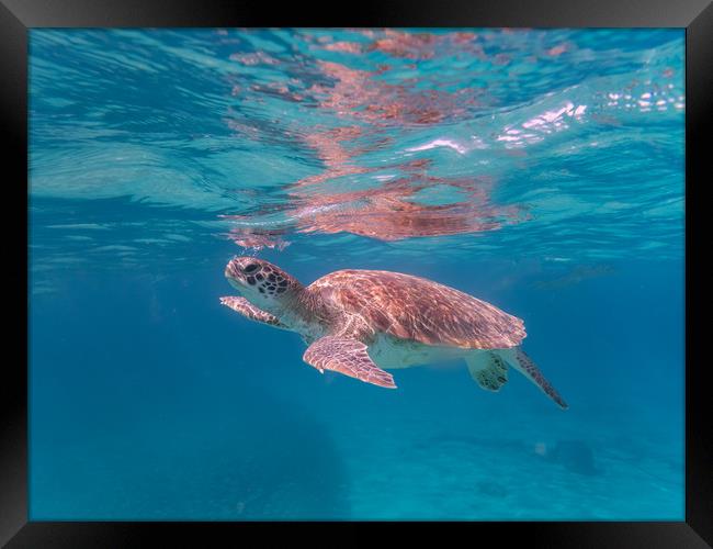 Snorkelling in the Caribbean sea  Framed Print by Gail Johnson