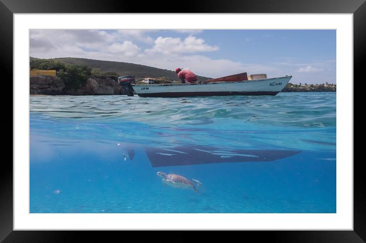   Curacao Views - Turtles and balls of fish at Wes Framed Mounted Print by Gail Johnson