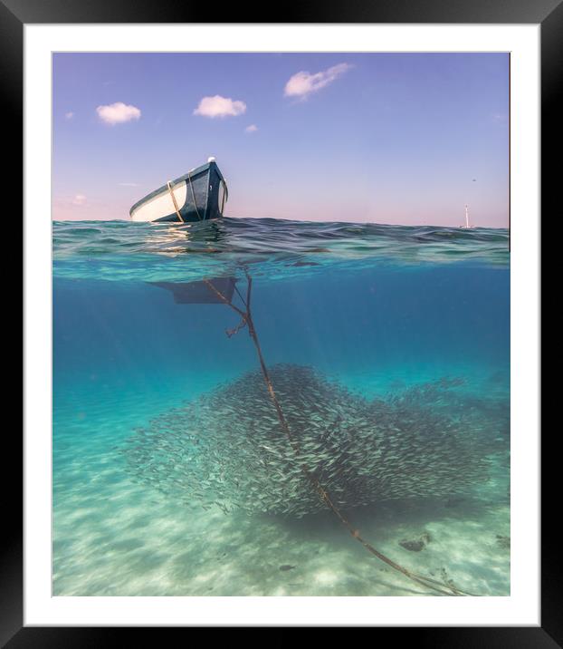   Curacao Views - Turtles and balls of fish at Wes Framed Mounted Print by Gail Johnson