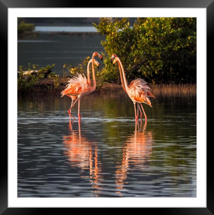 Flamingos at the salt pans Framed Mounted Print by Gail Johnson