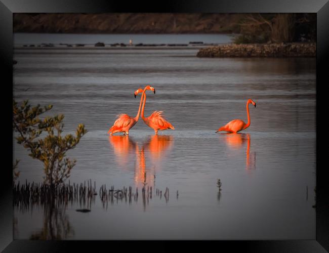 Flamingos at the salt pans Framed Print by Gail Johnson