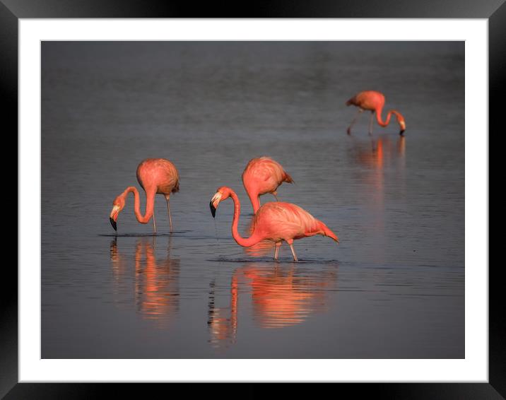 Flamingos at the salt pans Framed Mounted Print by Gail Johnson