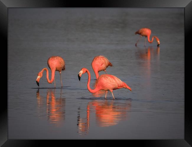 Flamingos at the salt pans Framed Print by Gail Johnson