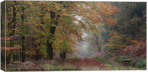 Autumn Walk Canvas Print by David Tinsley