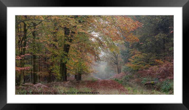Autumn Walk Framed Mounted Print by David Tinsley