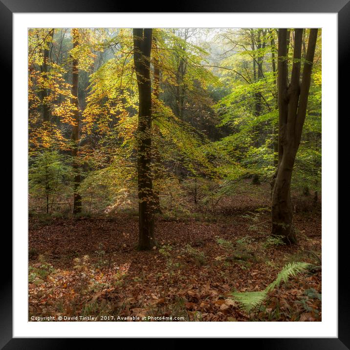 Autumn Highlights Framed Mounted Print by David Tinsley
