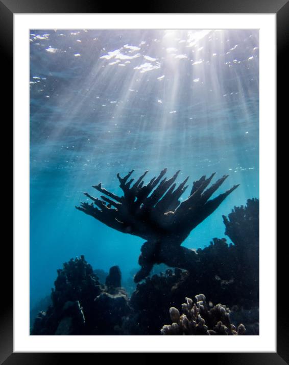    Curacao  Snorkelling  Views  Framed Mounted Print by Gail Johnson
