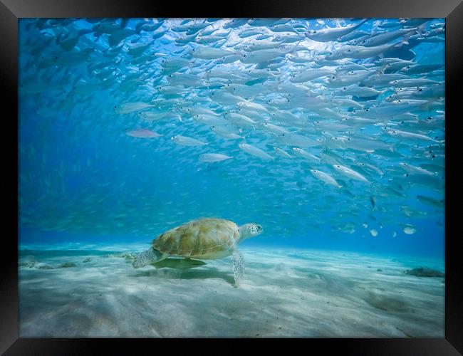  Underwater  Curacao Views Framed Print by Gail Johnson