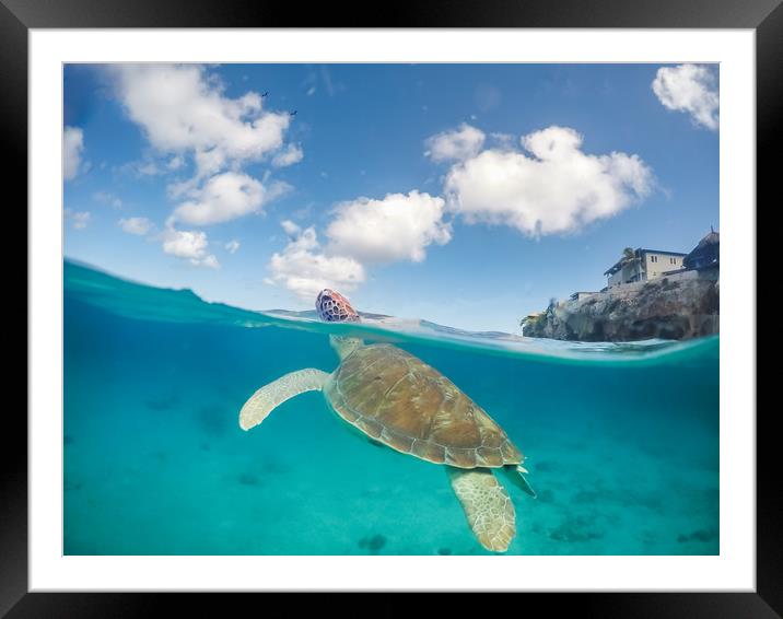   Turtles  Curacao Views Framed Mounted Print by Gail Johnson