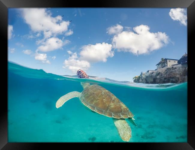   Turtles  Curacao Views Framed Print by Gail Johnson