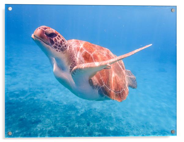   Turtles  Curacao Views Acrylic by Gail Johnson