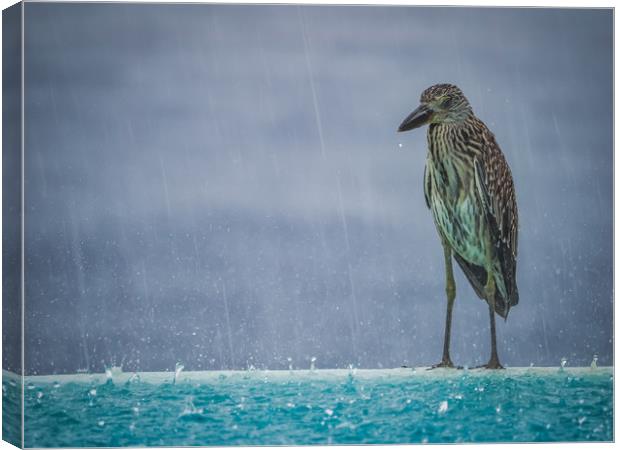  Heron in the pouring rain - Curacao Views Canvas Print by Gail Johnson