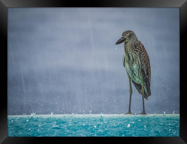  Heron in the pouring rain - Curacao Views Framed Print by Gail Johnson