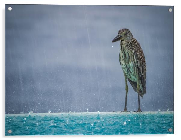  Heron in the pouring rain - Curacao Views Acrylic by Gail Johnson