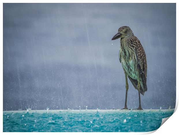  Heron in the pouring rain - Curacao Views Print by Gail Johnson