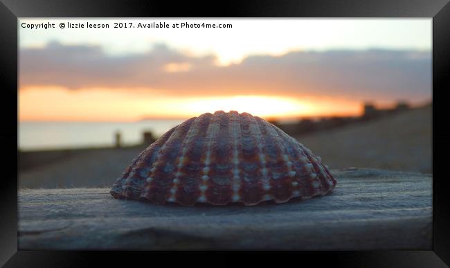 Beautigul shell against the sunset Framed Print by lizzie leeson
