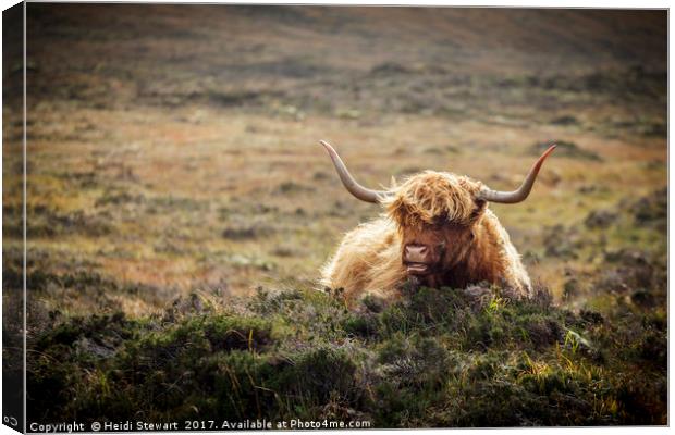 Highland Cow, Skye, Scotland Canvas Print by Heidi Stewart