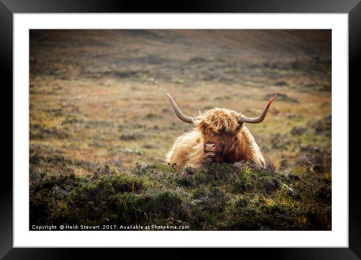 Highland Cow, Skye, Scotland Framed Mounted Print by Heidi Stewart
