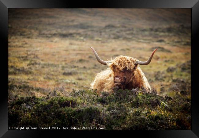 Highland Cow, Skye, Scotland Framed Print by Heidi Stewart