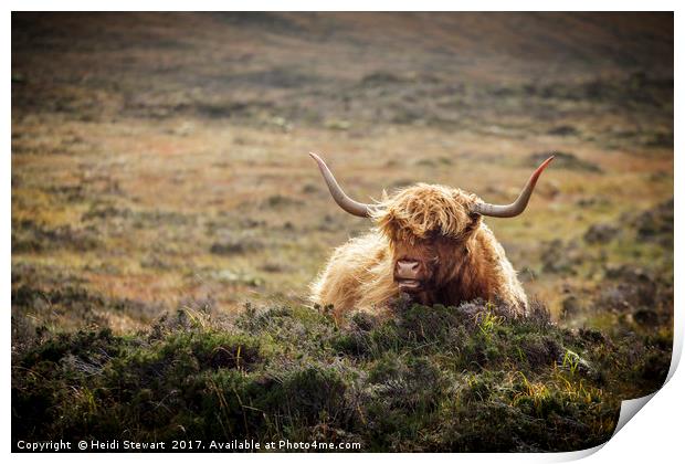 Highland Cow, Skye, Scotland Print by Heidi Stewart