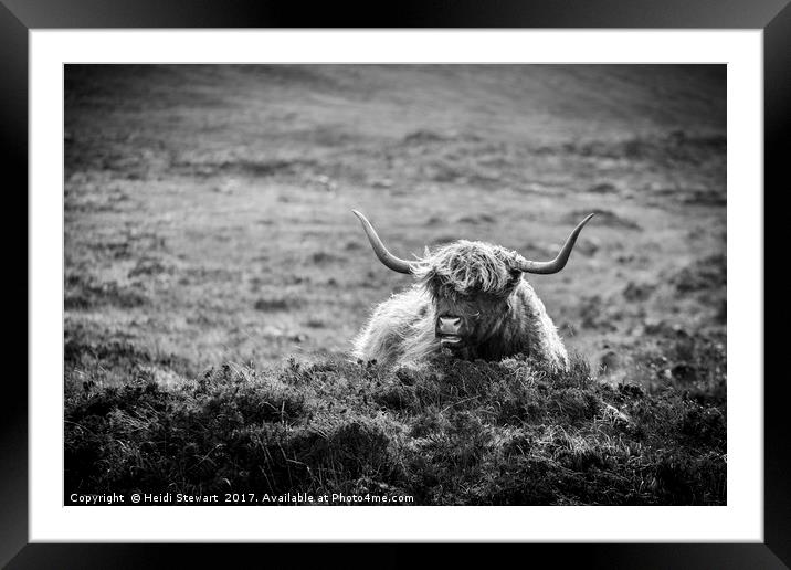 Highland Cow on Skye in Black and White Framed Mounted Print by Heidi Stewart