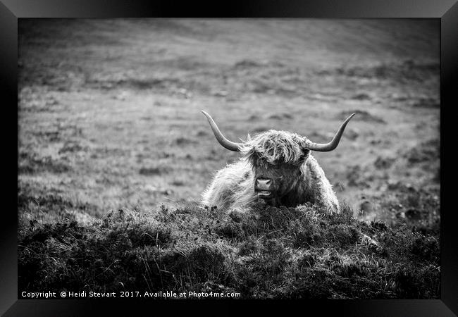 Highland Cow on Skye in Black and White Framed Print by Heidi Stewart