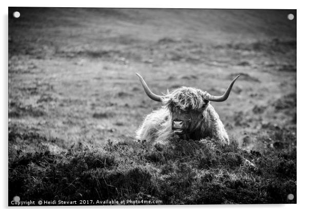 Highland Cow on Skye in Black and White Acrylic by Heidi Stewart