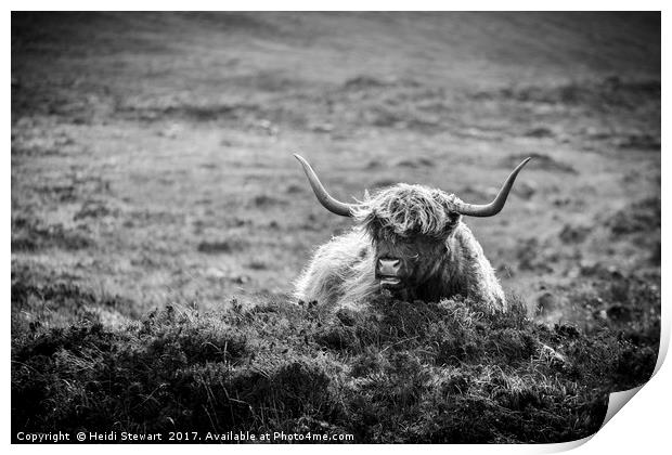 Highland Cow on Skye in Black and White Print by Heidi Stewart