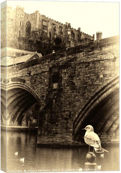 Little Birdy watching the World go by Under Durham Canvas Print by Antony Atkinson