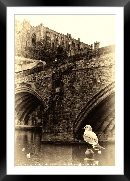 Little Birdy watching the World go by Under Durham Framed Mounted Print by Antony Atkinson