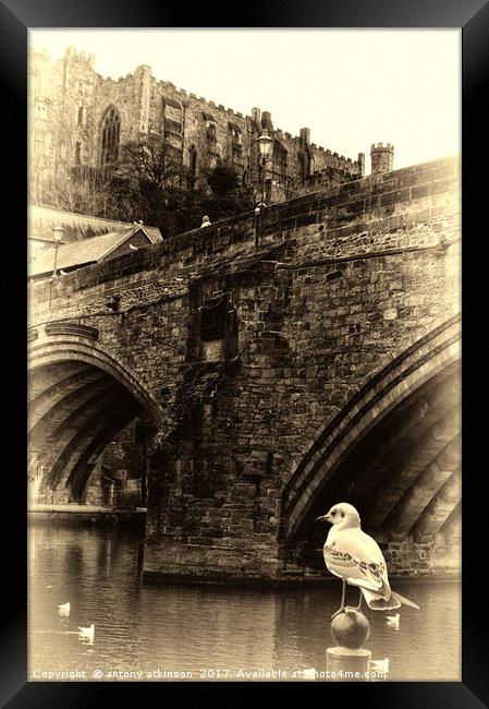 Little Birdy watching the World go by Under Durham Framed Print by Antony Atkinson