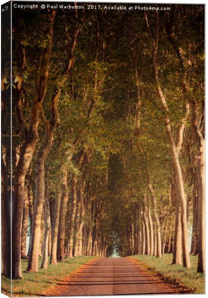 Warm French Tree Lined Country Lane Canvas Print by Paul Warburton