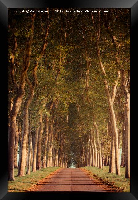 Warm French Tree Lined Country Lane Framed Print by Paul Warburton