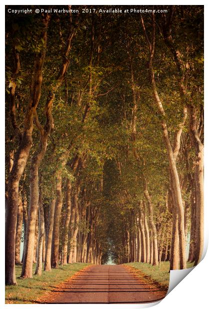 Warm French Tree Lined Country Lane Print by Paul Warburton