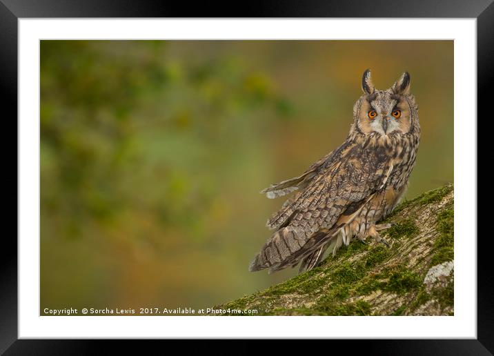 Long Eared Owl in Autumn splendor Framed Mounted Print by Sorcha Lewis
