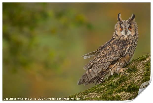 Long Eared Owl in Autumn splendor Print by Sorcha Lewis