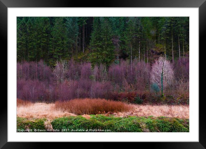 The colourful trees Framed Mounted Print by Gavin Hill-John