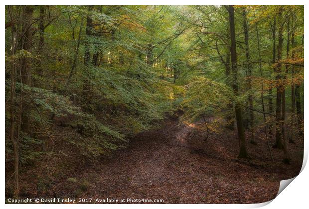 Autumn on Bradley Hill  Print by David Tinsley