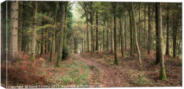 Oakenhill Woods Canvas Print by David Tinsley