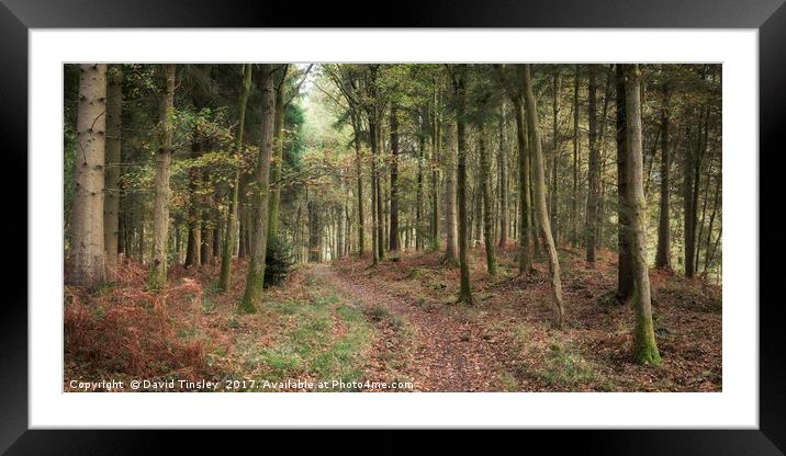 Oakenhill Woods Framed Mounted Print by David Tinsley